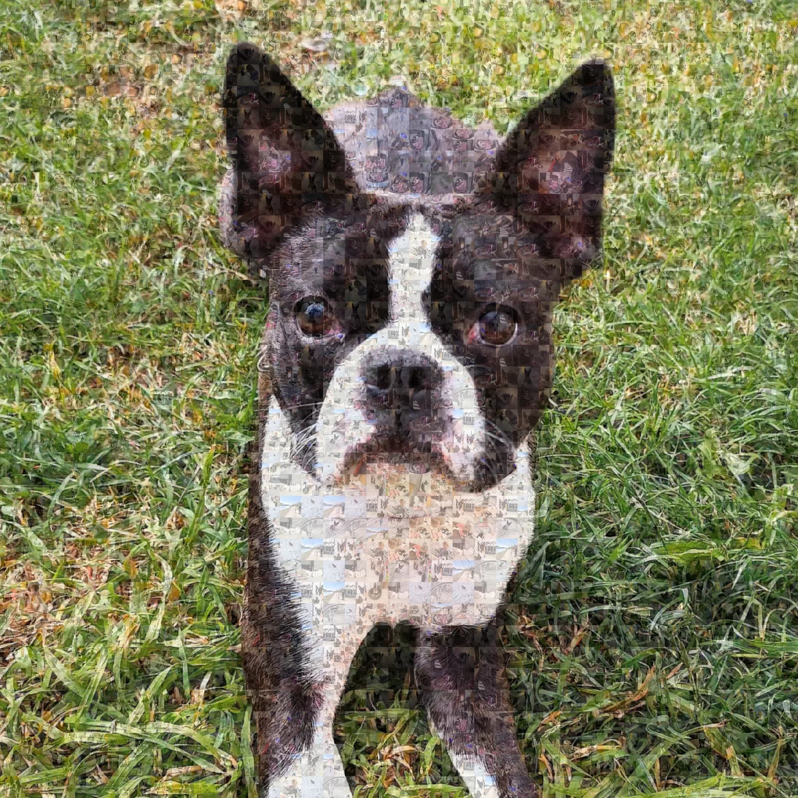 Mosaic portrait of a dog sitting in grass